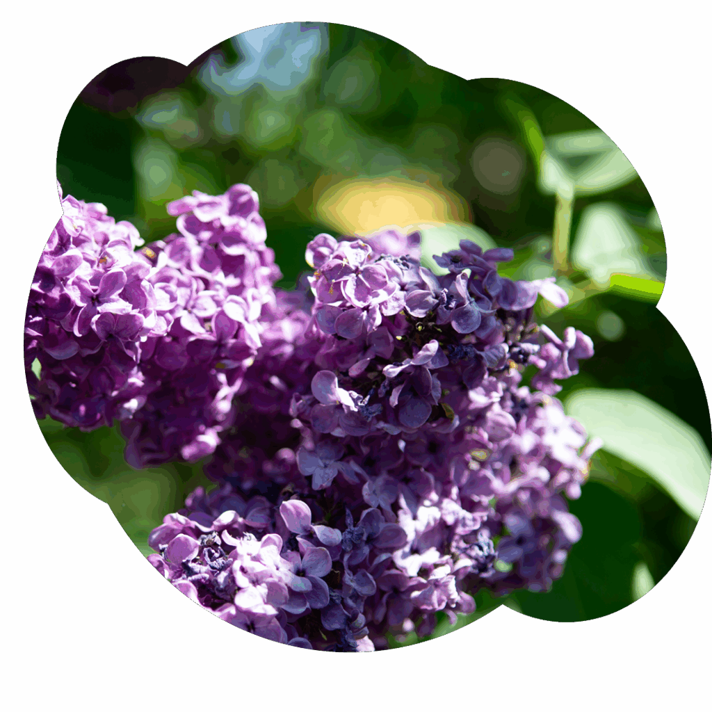 zukunft-umwelt-100-prozent-bio-Popcorn-Wendland